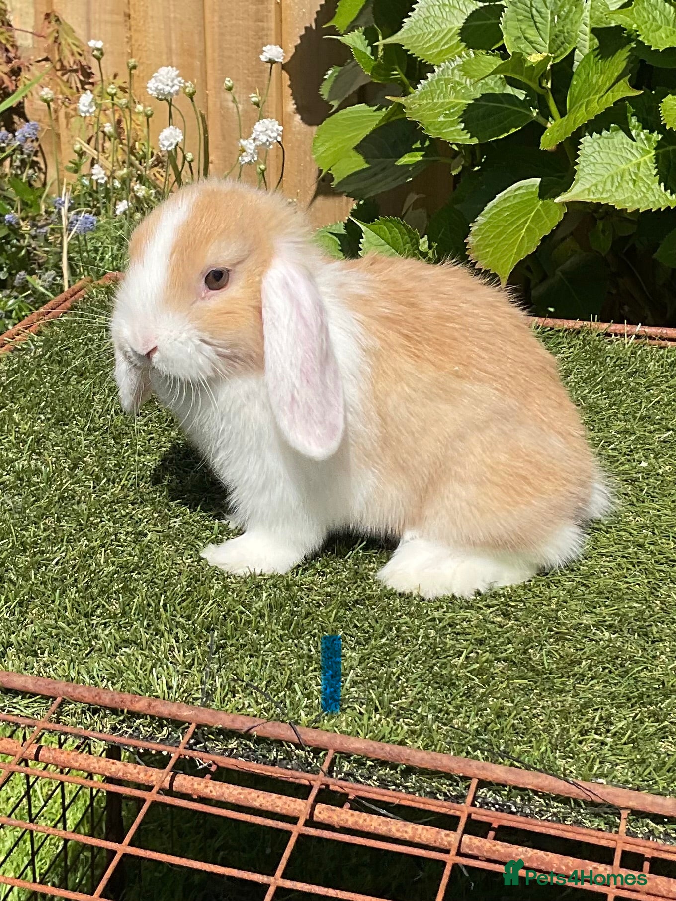 Mini Lop rabbits Pure bred mini lop baby  .  - Advert 2