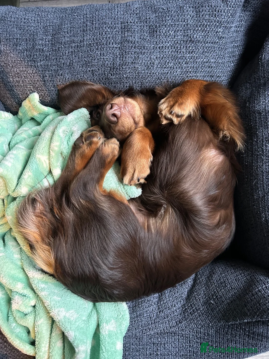 Dachshund dogs for stud: Milo Male long hair dachshund  in Hampton - Advert 7