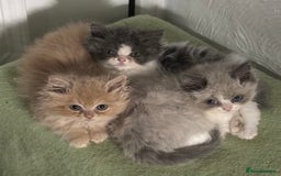 Ragdoll cats for sale: Ragdoll x Persian kittens  - Image 4