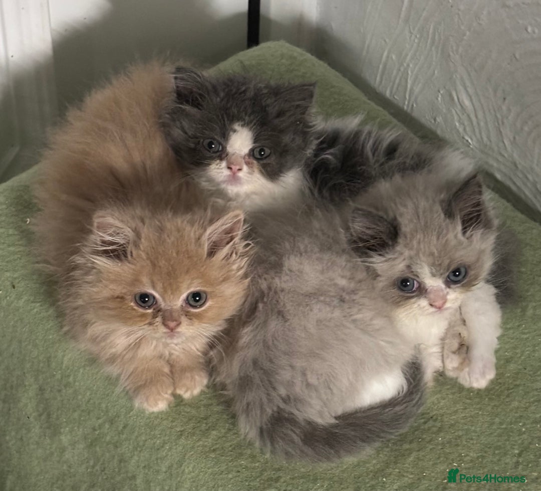 Ragdoll cats for sale: Ragdoll x Persian kittens  - Image 4