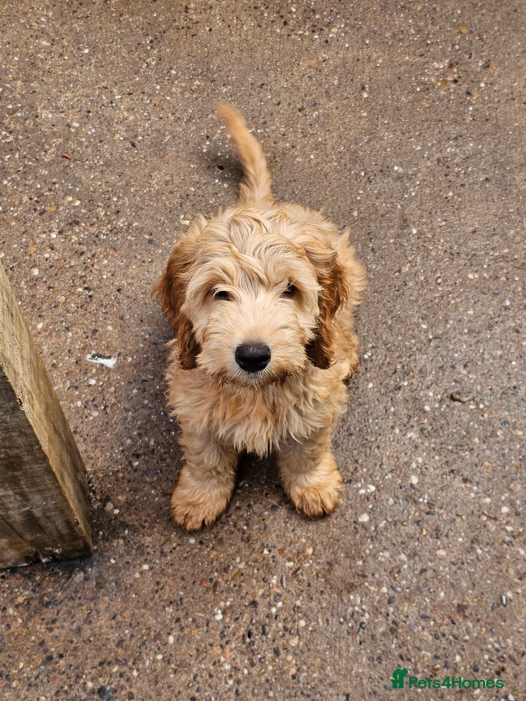 Cockapoo dogs for sale: Last Two Gorgeous Cockapoo Pups - Advert 13