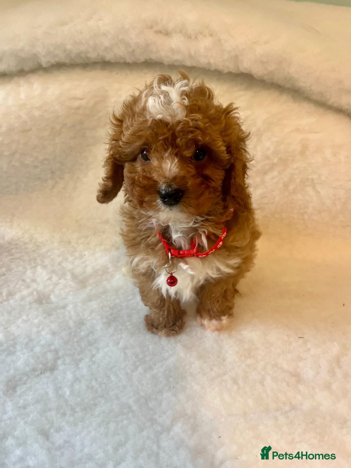 Cavapoo dogs  Toy Cavapoo health tested f1b ready to go  - Advert 13