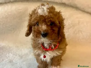 Cavapoo dogs Toy Cavapoo health tested f1b ready to go - Advert 13