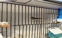 Canaries birds for sale: Spanish timbrado canaries - Image 3