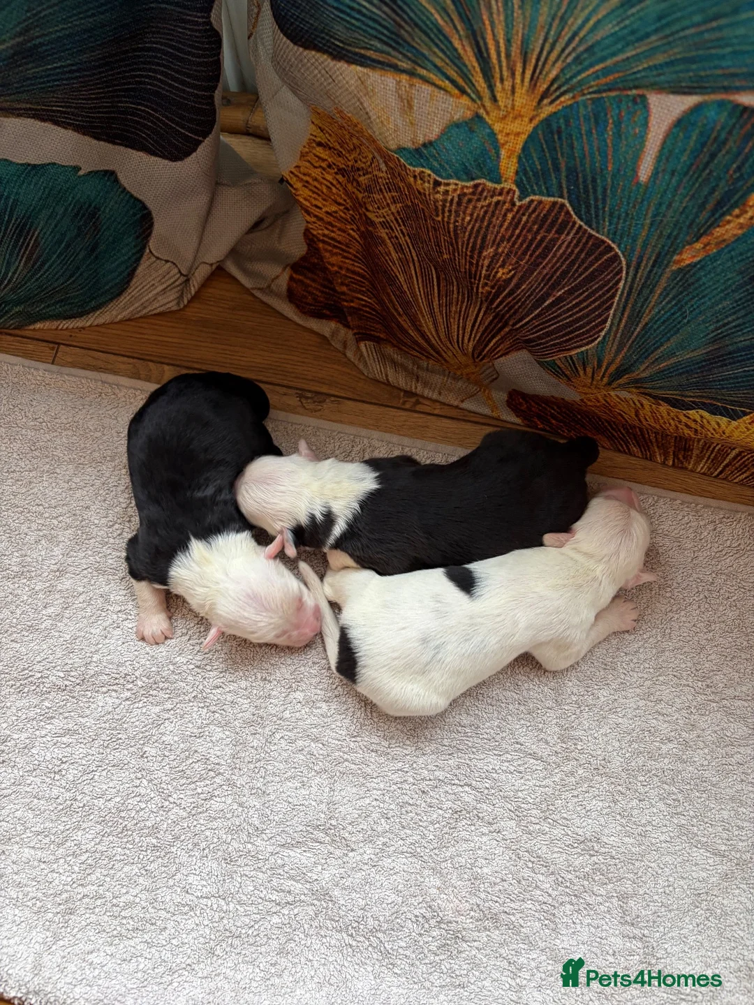 Mixed Breed dogs for sale: Old English Sheepdog mix  - Advert 2
