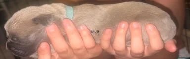 Mixed Breed Puppy 6
