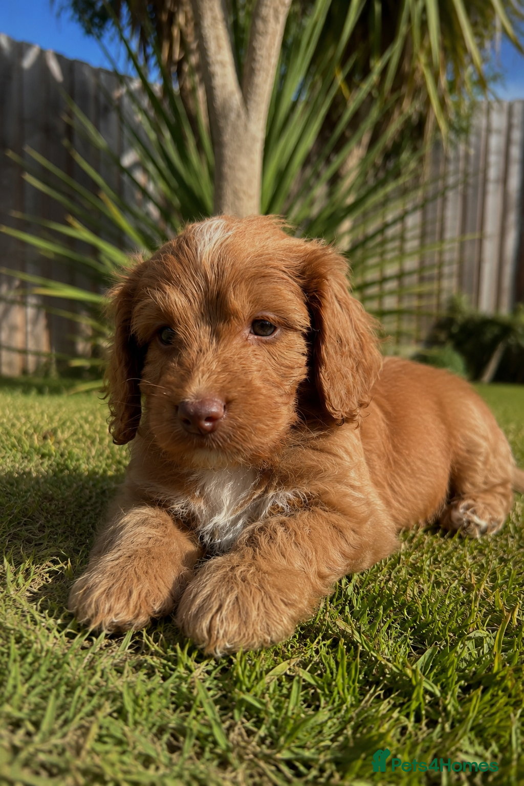 Cockapoo dogs *READY NOW* F1 cockapoo puppies - Advert 1