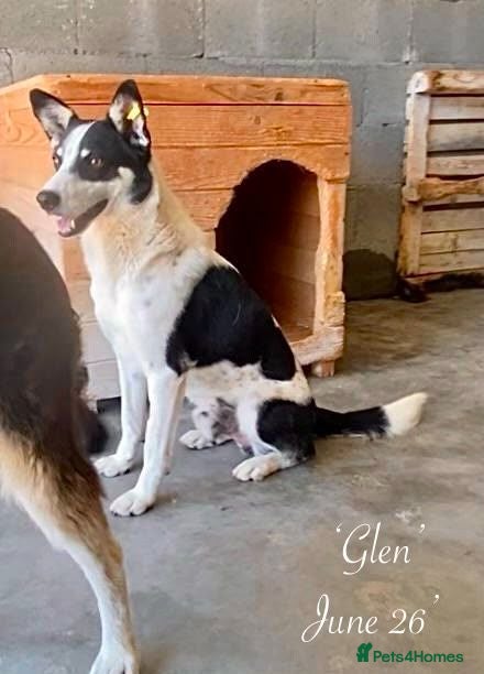 Mixed Breed dogs Glen, 5 yrs approx. Available for adoption. - Advert 1