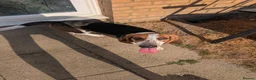 Basset Hound dogs for sale: 8 month old male Basset Hound in Brandon - Advert 5