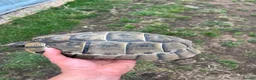 Tortoise reptiles for sale: Uk Bred Spur thighed tortoises  - Advert 8