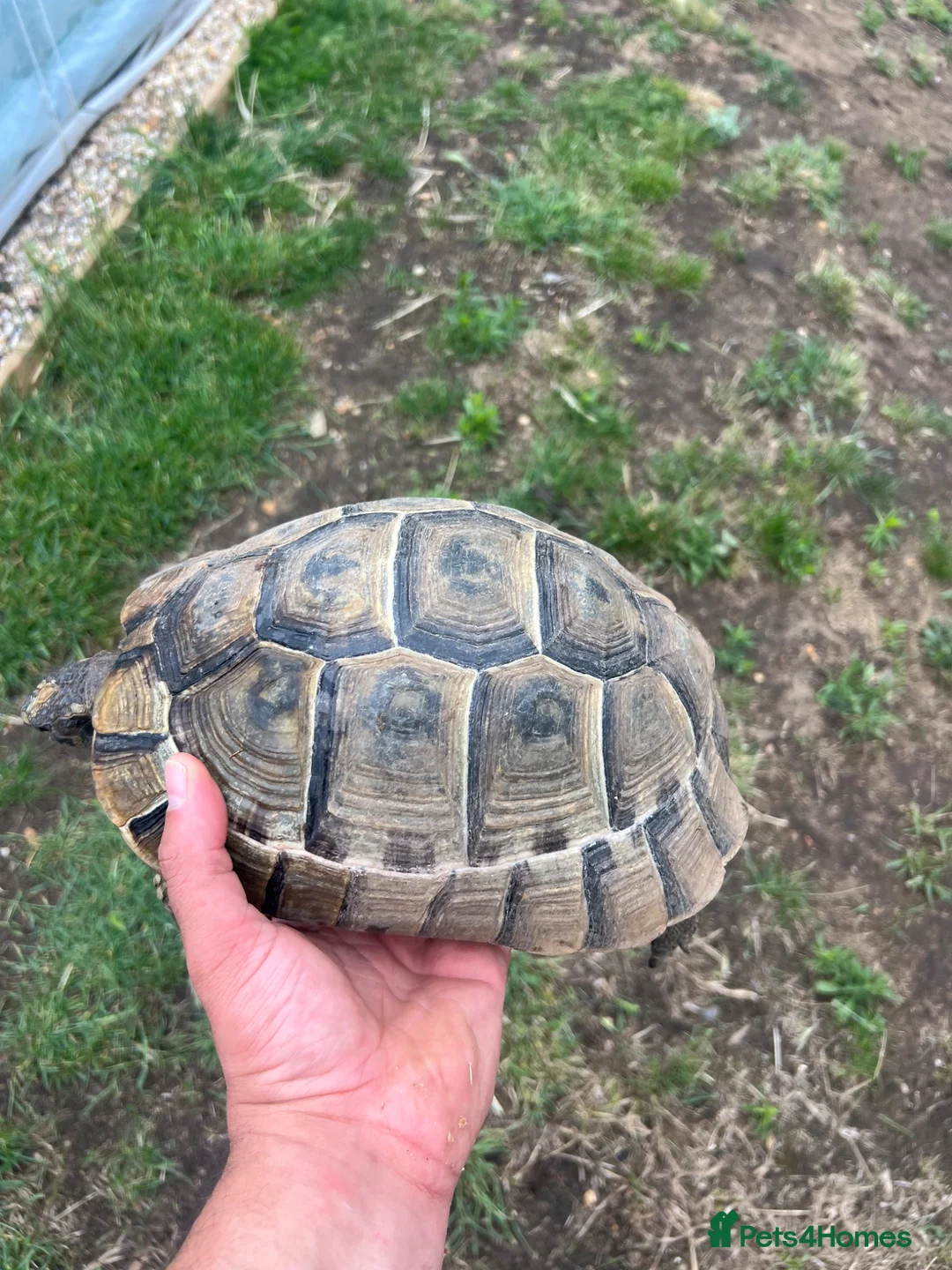 Tortoise reptiles for sale: Uk Bred Spur thighed tortoises  - Advert 8