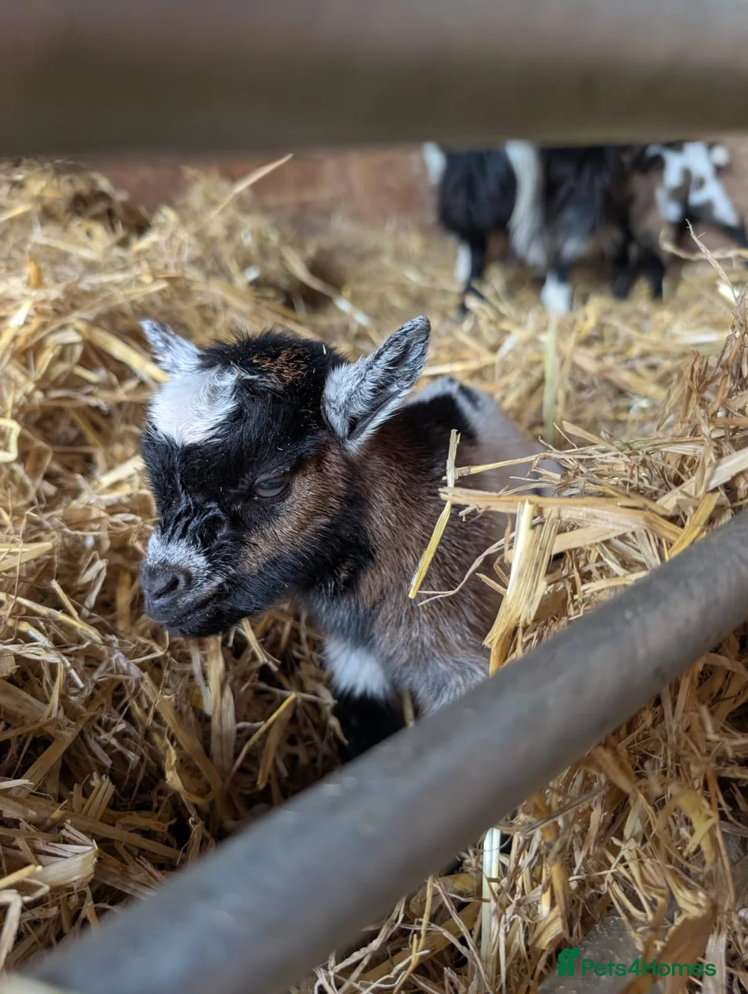 Goats livestock for sale: Pure Pygmy goats - castrated males  in Great Missenden - Advert 2