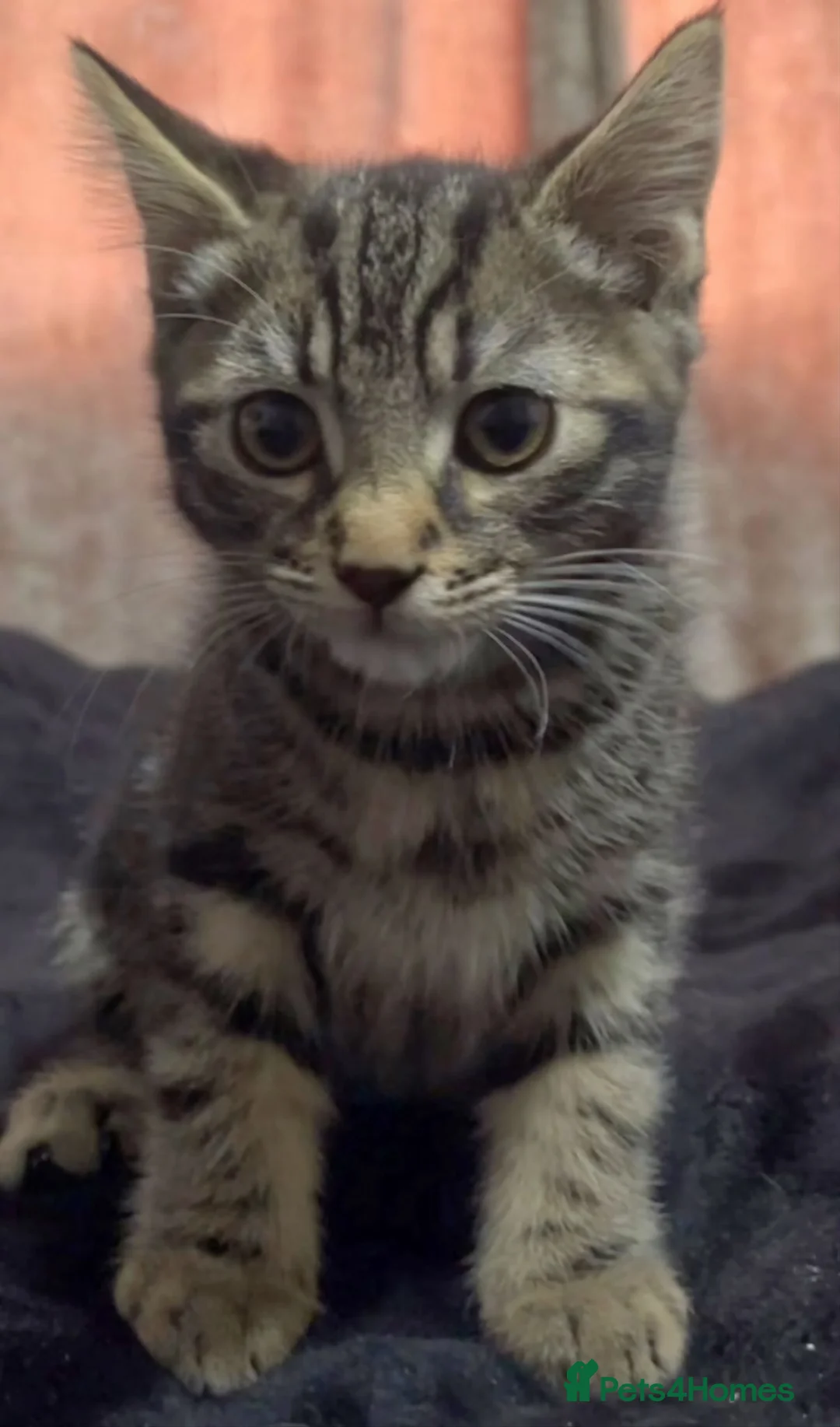 Mixed Breed cats for sale: maine-coon x - Advert 7