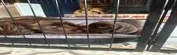 Cocker Spaniel dogs for sale: Chocolate Working Cocker Spaniel Puppies For Sale - Advert 6