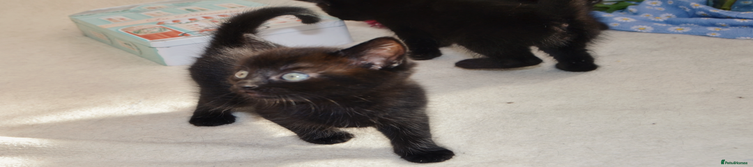 Mixed Breed Kitten 3
