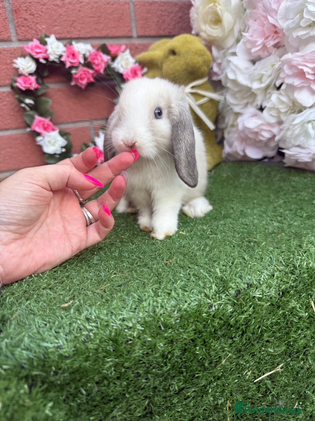 Mini Lop rabbits for sale: Mini lops  - Image 4