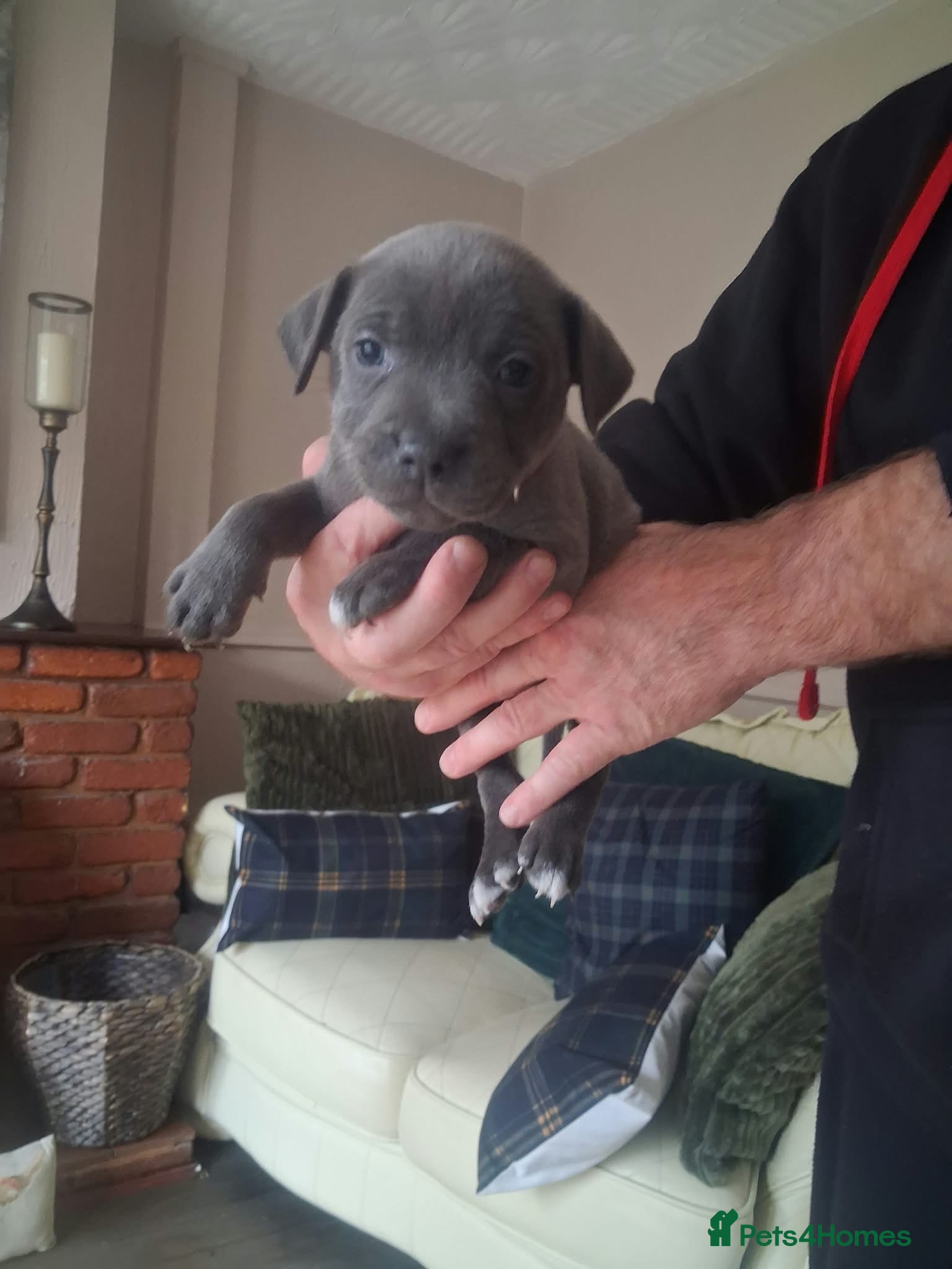 Staffordshire Bull Terrier dogs Staffordshire bull terrier puppies for sale  - Advert 2