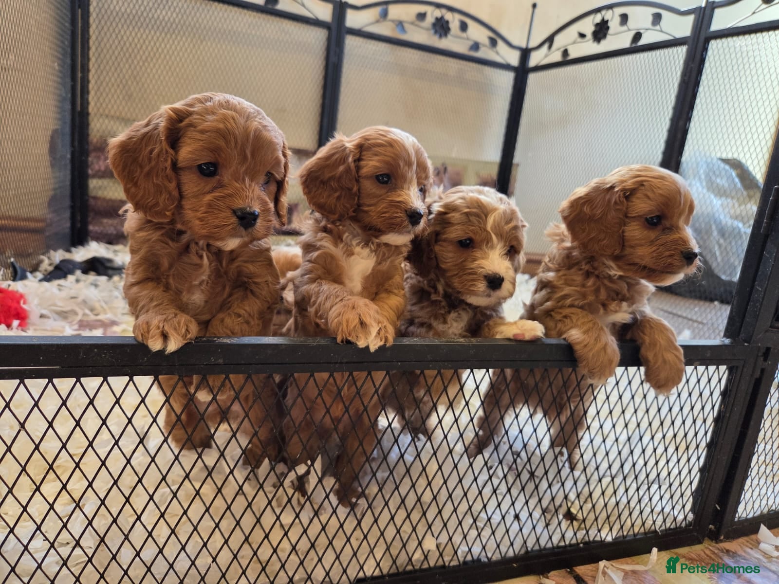 Cavapoo dogs F1 fully health tested cavapoo puppies!  - Advert 11