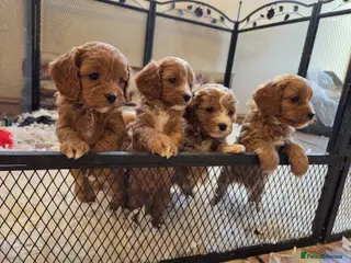 Cavapoo dogs F1 fully health tested cavapoo puppies! - Advert 11