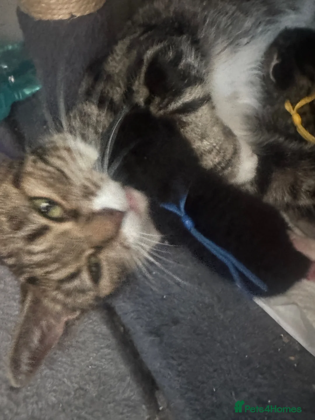 Mixed Breed cats for sale: Gorgeous kittens looking for new homes  - Advert 1