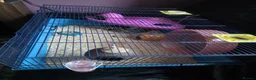 Hamster rodents for sale: Syrian Hamster and cage - Advert 3