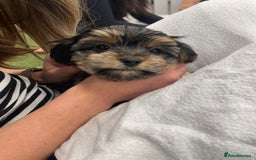 Yorkshire Terrier dogs for sale: 7 male Yorkshire terriers ready to leave.  - Image 26