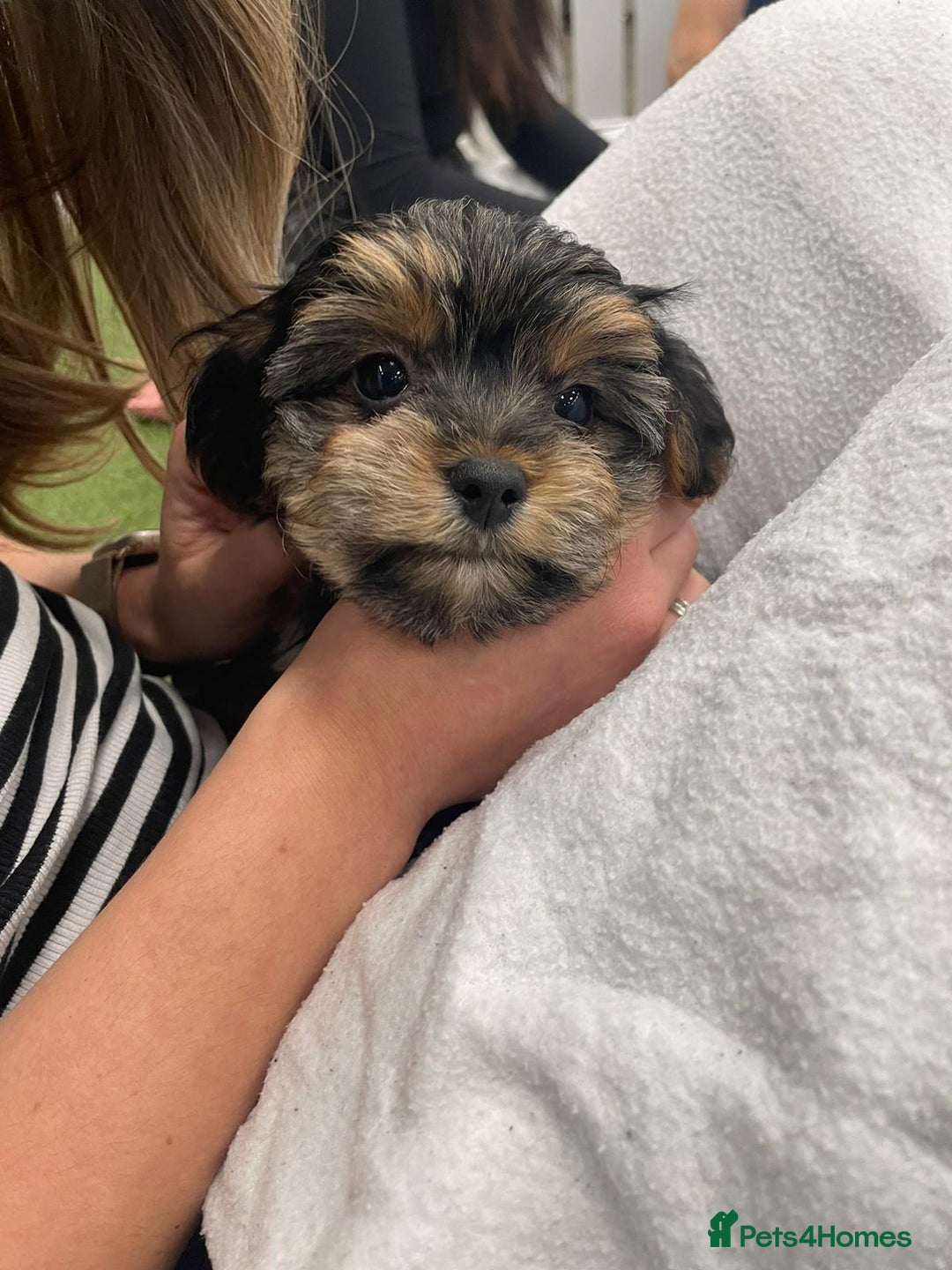 Yorkshire Terrier dogs for sale: 7 male Yorkshire terriers ready to leave.  - Image 26