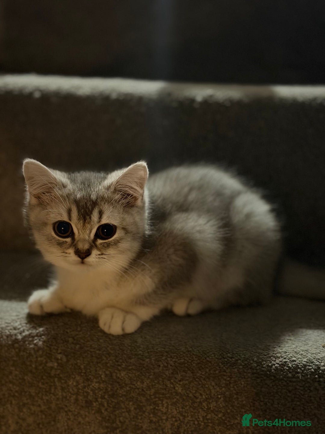 British Shorthair cats for sale: Gorgeous British Shorthair Kitten– Ready to Leave - Image 4