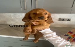 Cocker Spaniel dogs for sale: Kc registered working spaniel  - Image 5