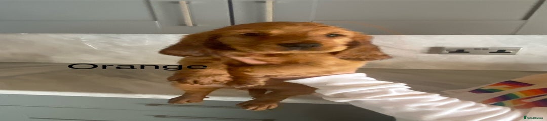 Cocker Spaniel Puppy 3