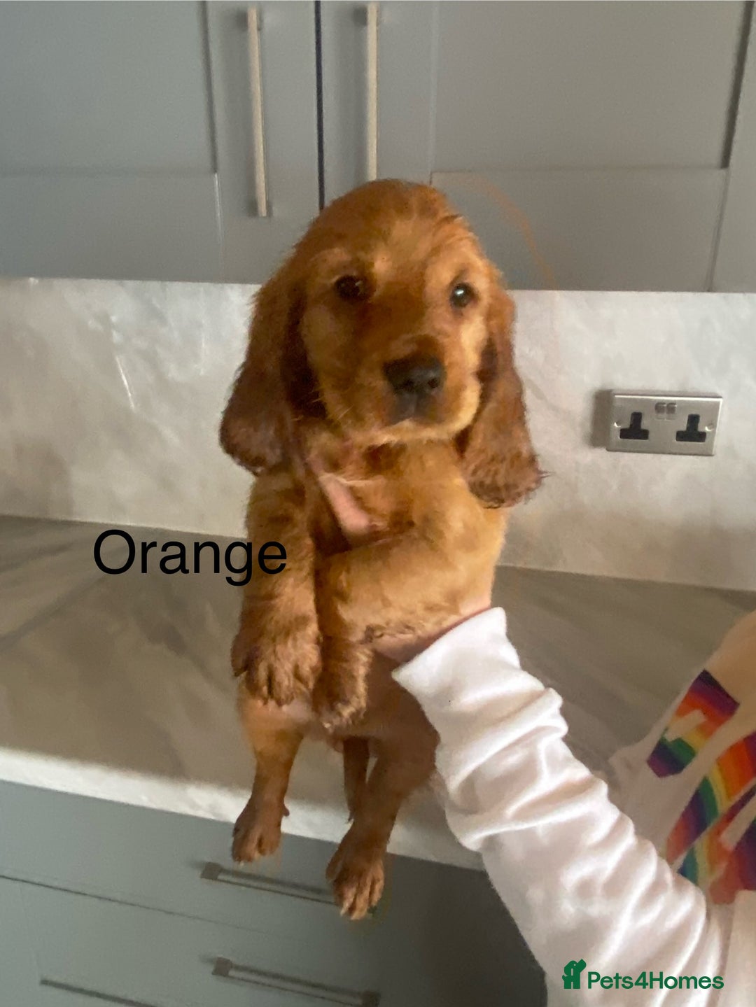 Cocker Spaniel dogs for sale: Kc registered working spaniel  - Image 5