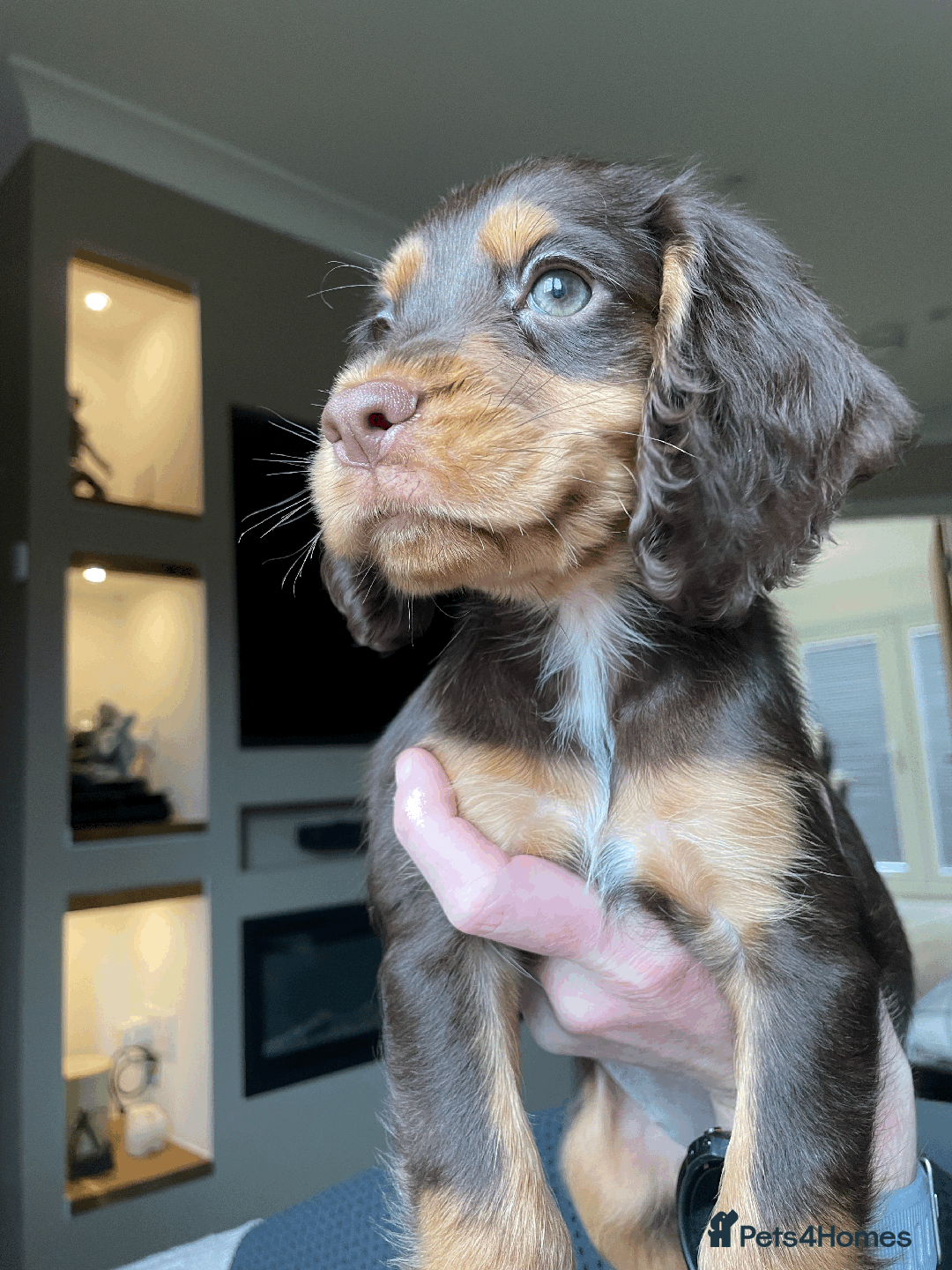 Cocker Spaniel dogs for sale: Cocker Spaniel Pups Outstanding Pedigree Lines! - Advert 23