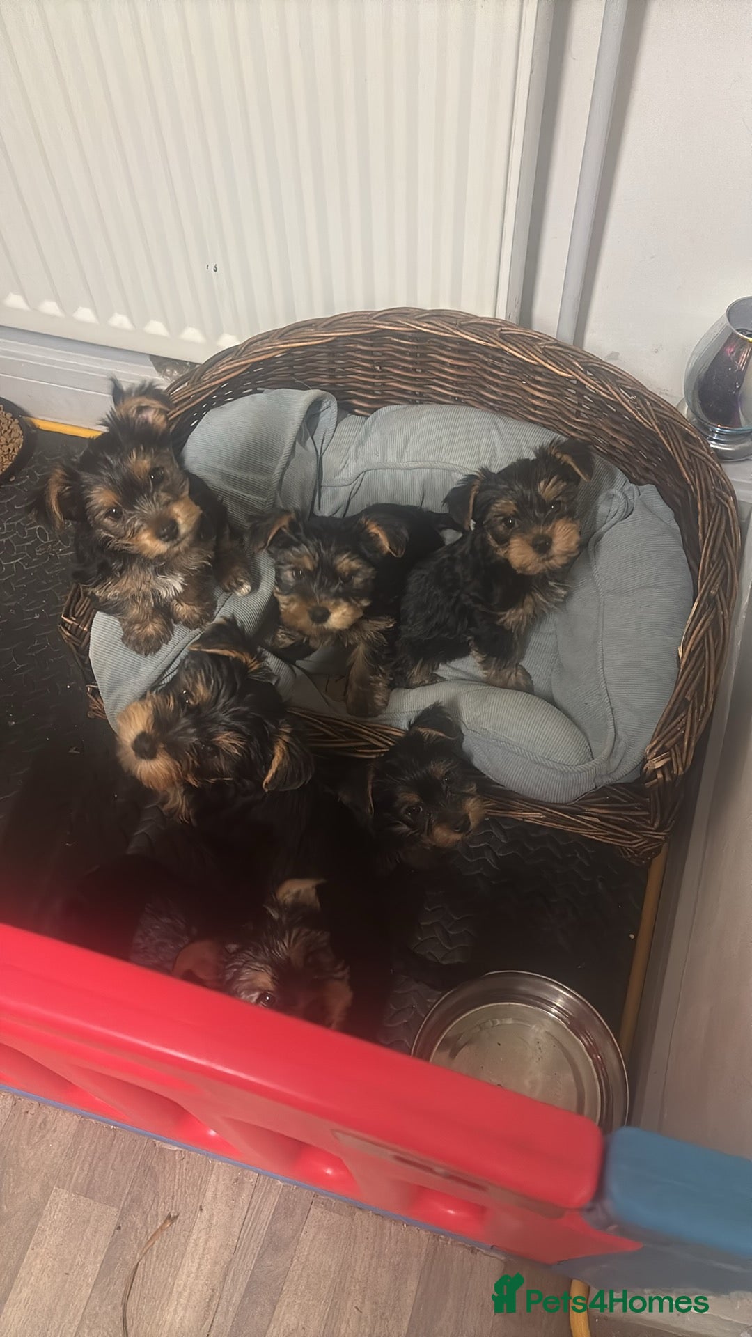 Yorkshire Terrier dogs for sale: Puppy🐶 - Advert 2