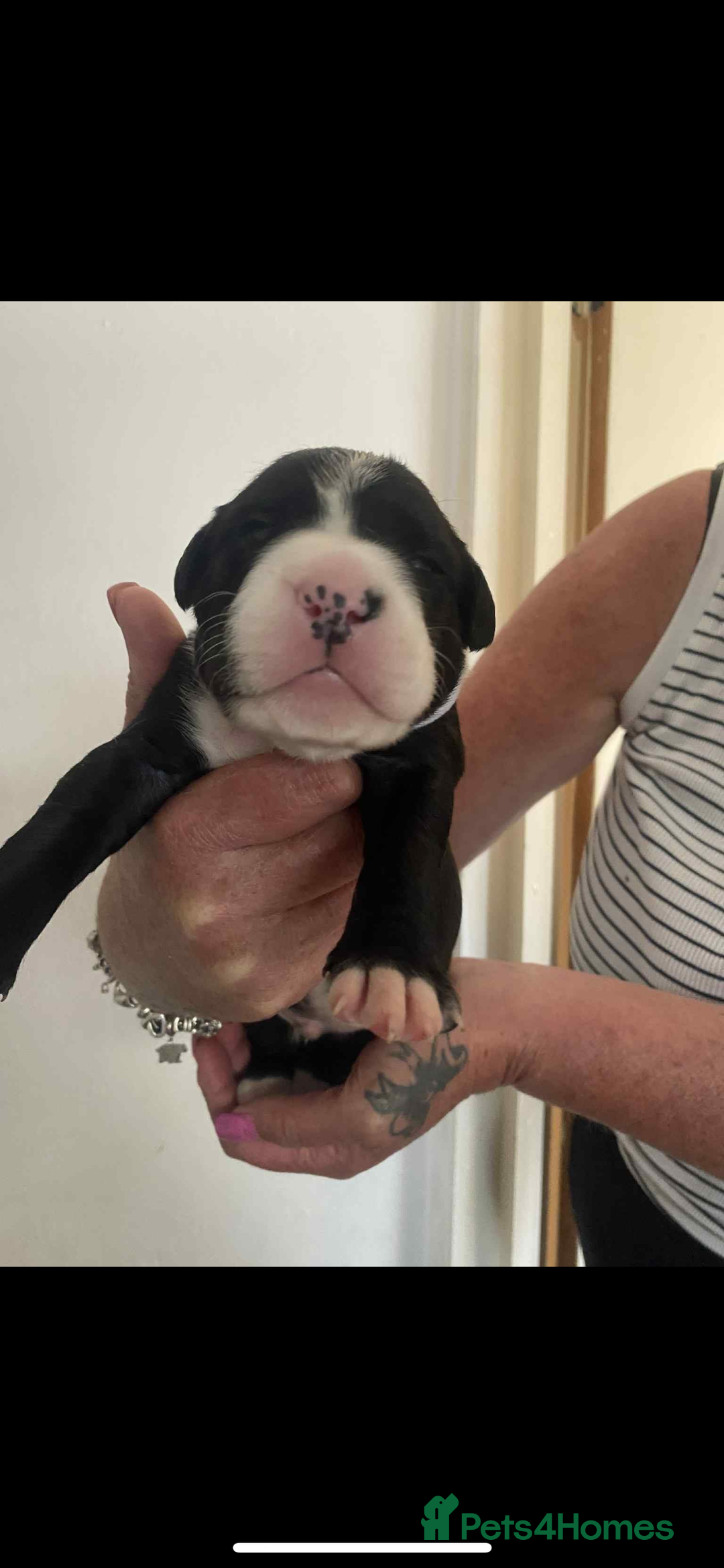 Mixed Breed dogs for sale: Staffyxdalmation st bernard - Image 1