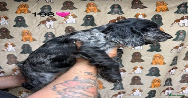 Cocker Spaniel dogs - Advert 8