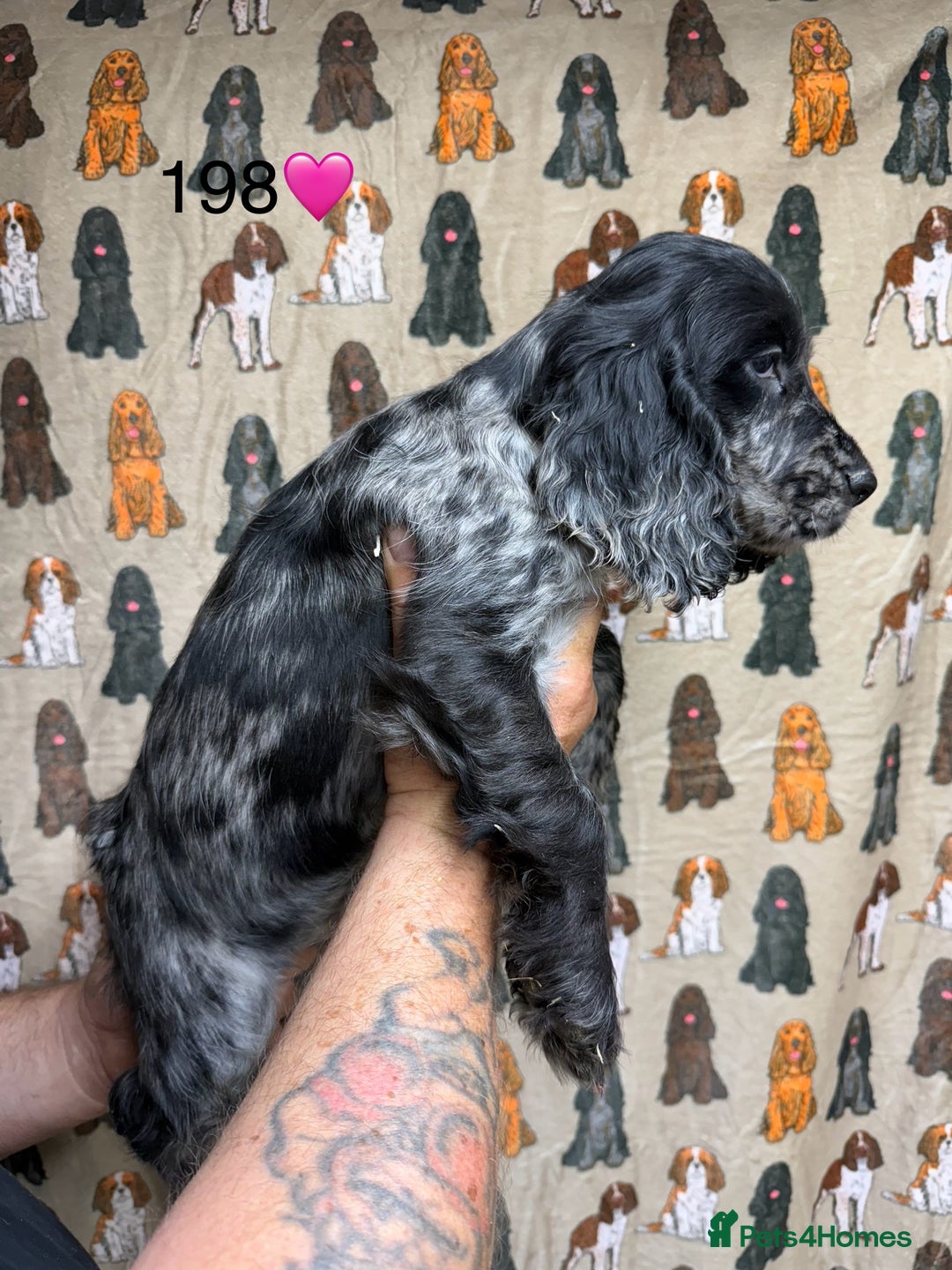 Cocker Spaniel dogs for sale: Chunky show type cocker spaniels  - Image 2