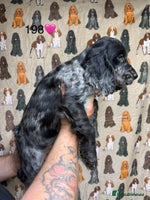 Cocker Spaniel dogs - Advert 7