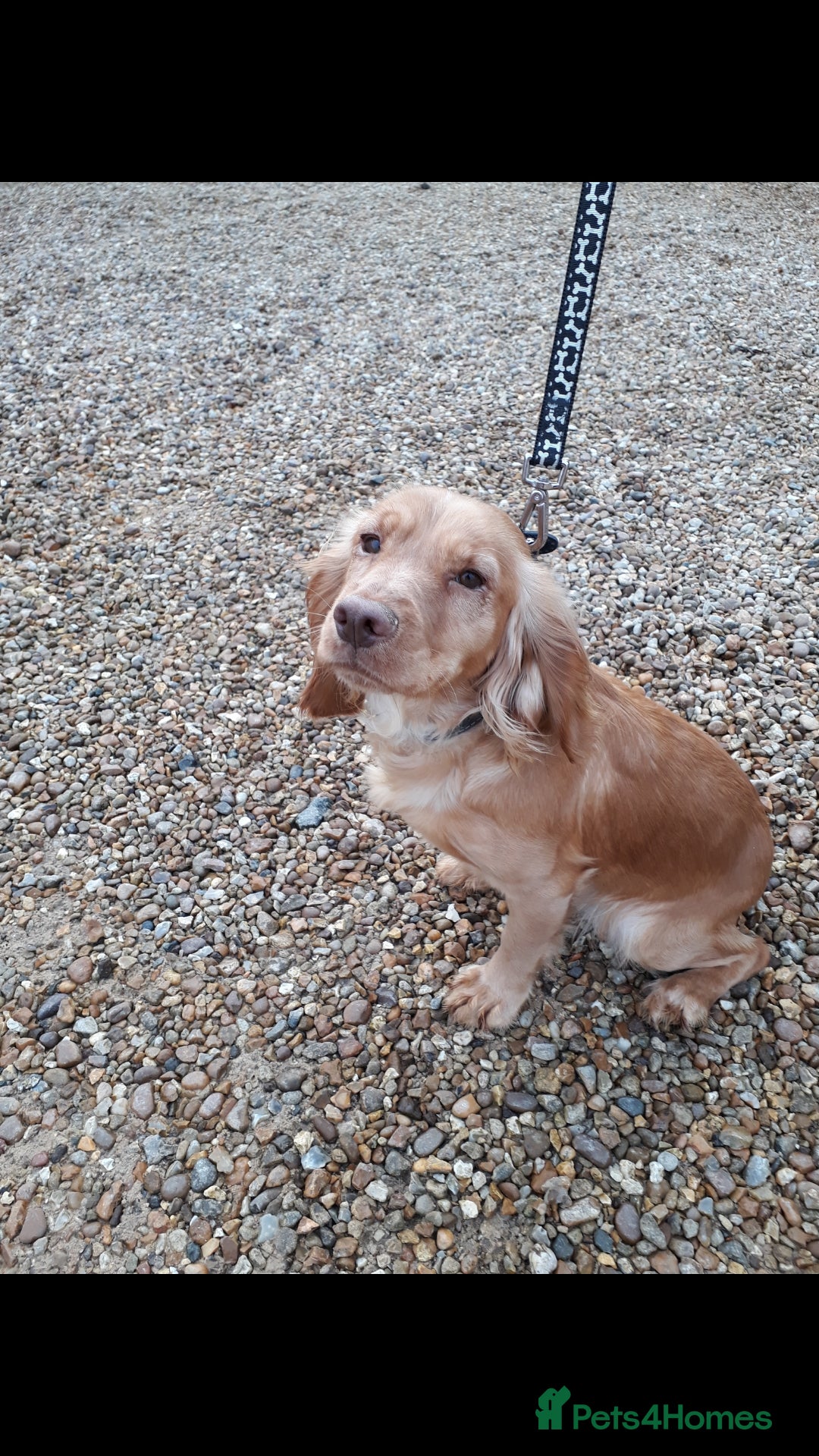 Cocker Spaniel dogs for sale: Top KC working cocker spaniels - Image 9