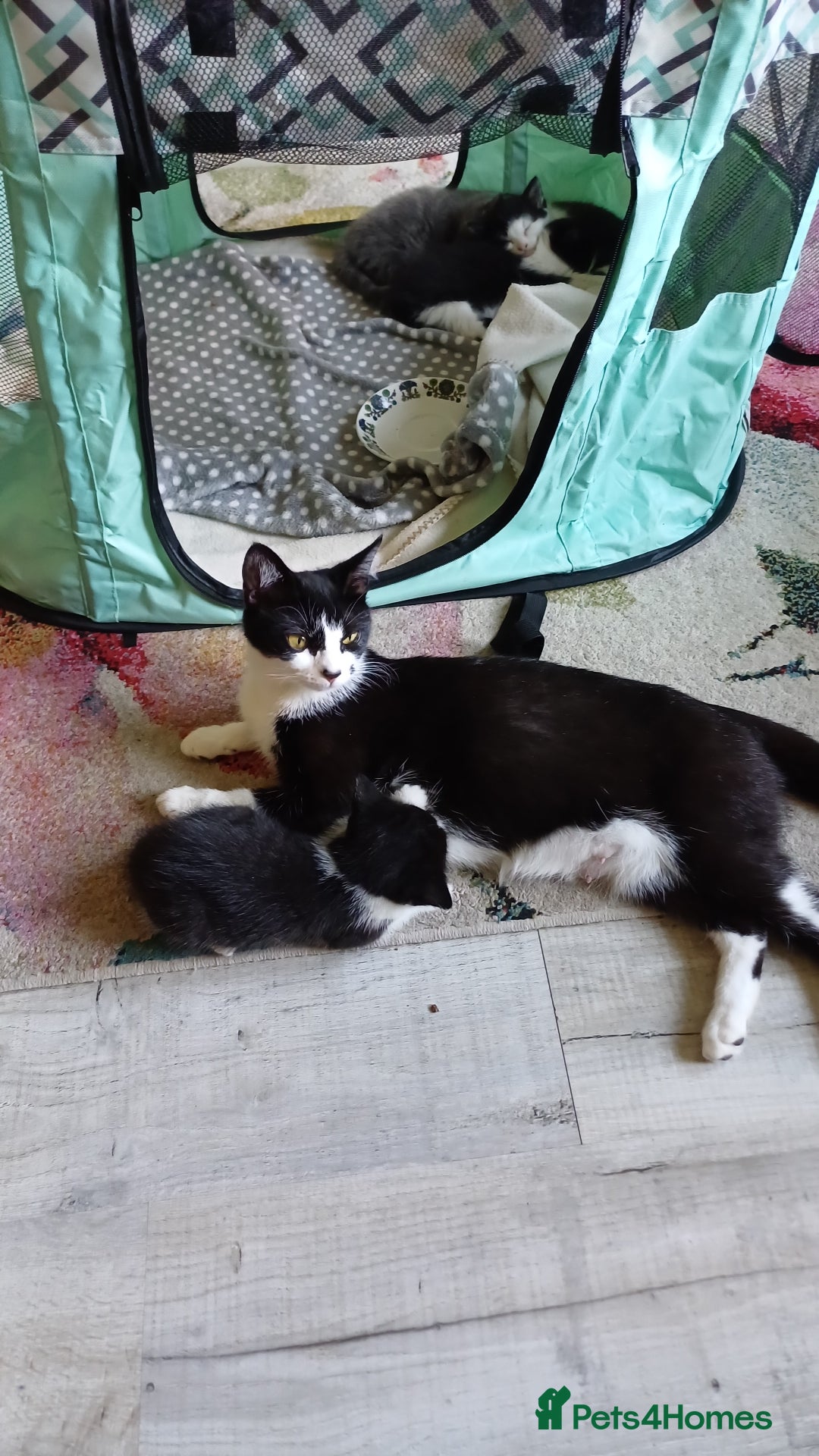 Domestic Shorthair cats for sale: Black and white kittens - Image 4