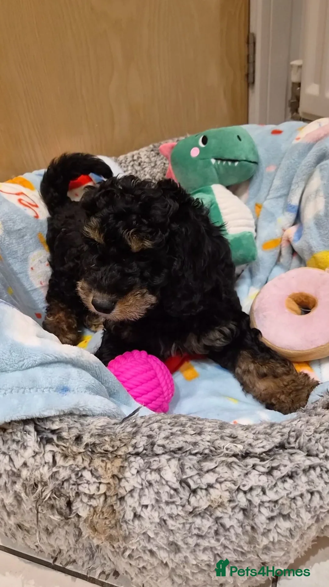 Cavapoo dogs for sale: 1 Gorgeous Cavapoo puppy remaining F1 - Advert 24