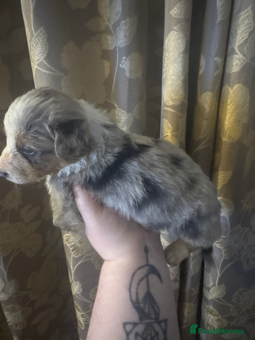 Border Collie dogs for sale: Merle border collies - Advert 9