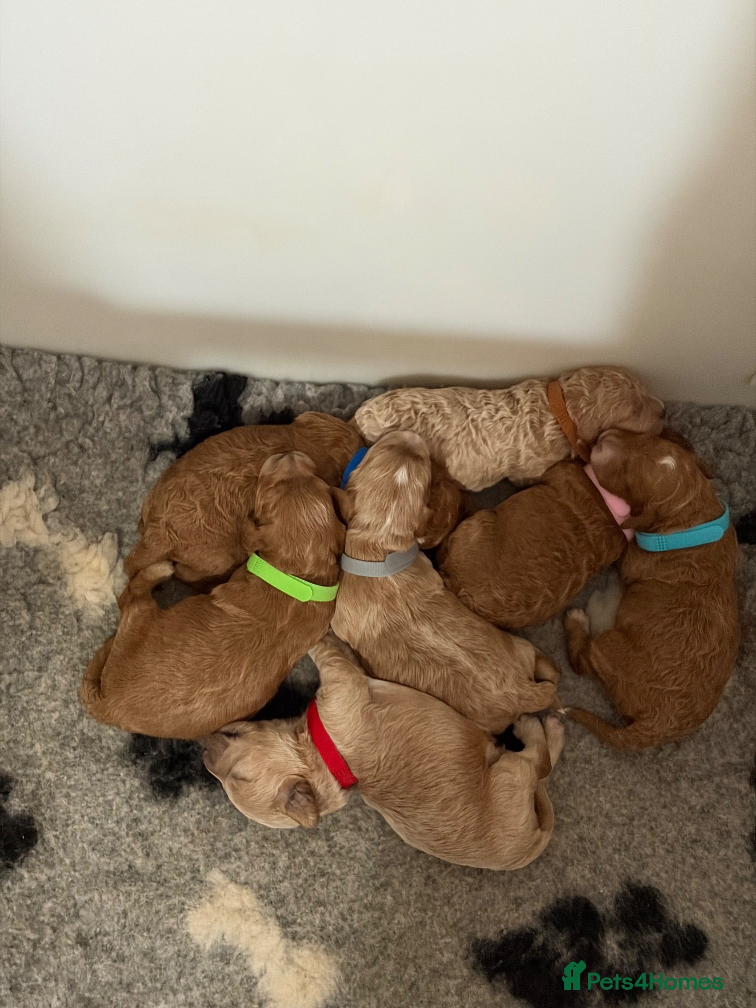 Cavapoo dogs Cavapoo f1b - Advert 2