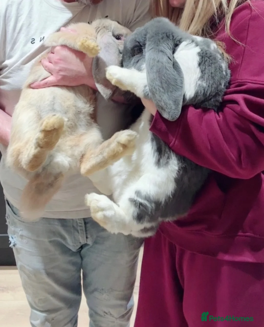 French Lop rabbits for sale: Giant French lop rabbits  - Advert 2