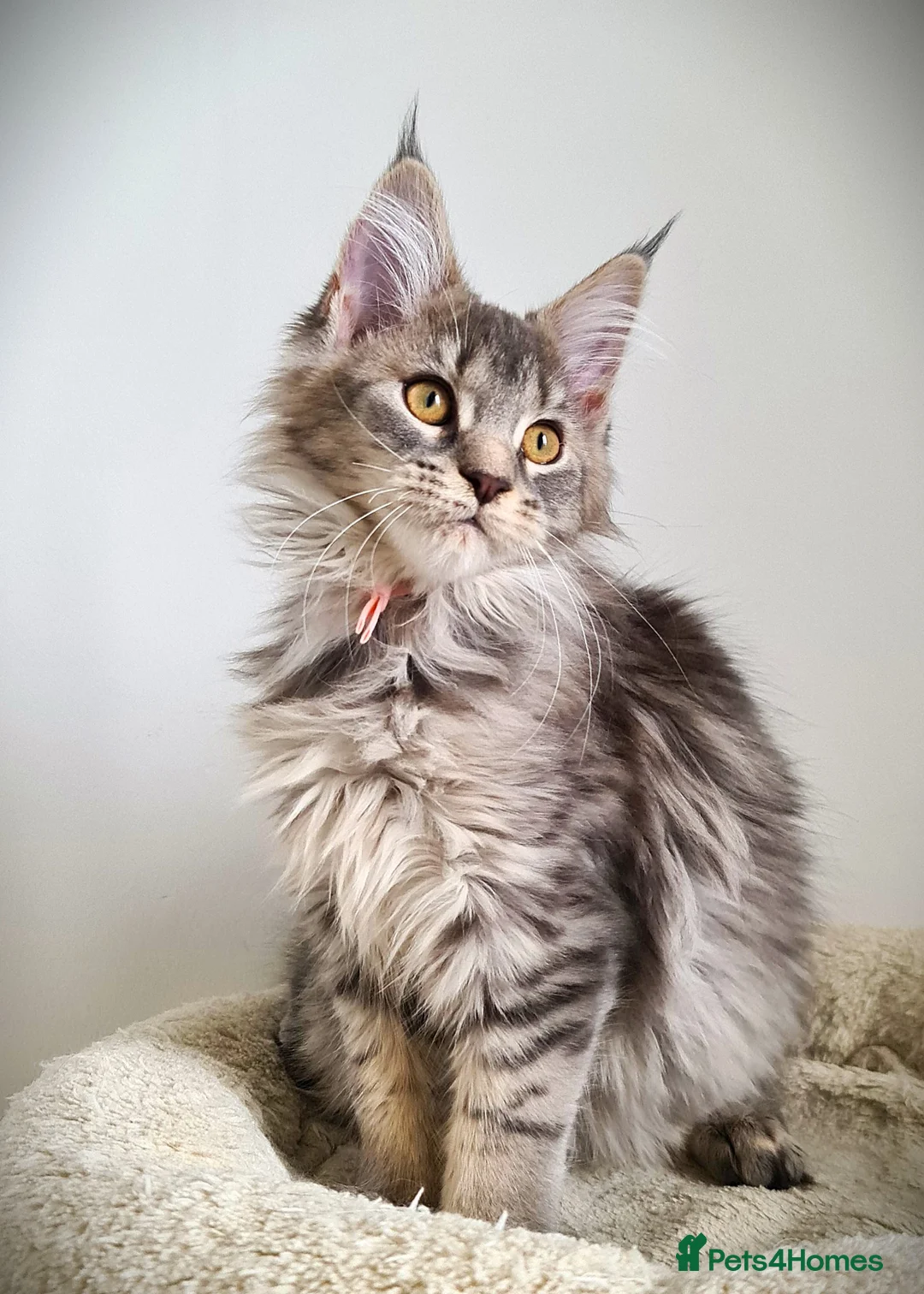 Maine Coon cats for sale: STUNNING 4️⃣ PEDIGREE MAINE COON KITTENS READY ❗❗❗ - Advert 13