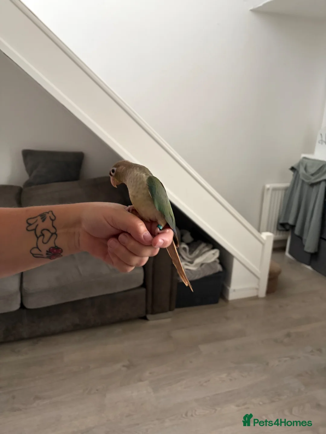 Conures birds for sale: Hand reared conure  - Advert 2