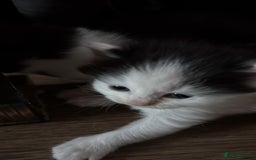 British Shorthair cats for sale: 3 kitty’s  - Image 4