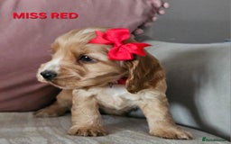 Cocker Spaniel dogs for sale: Stunning! Golden Kc Show Type Cocker Spaniels. - Advert 8