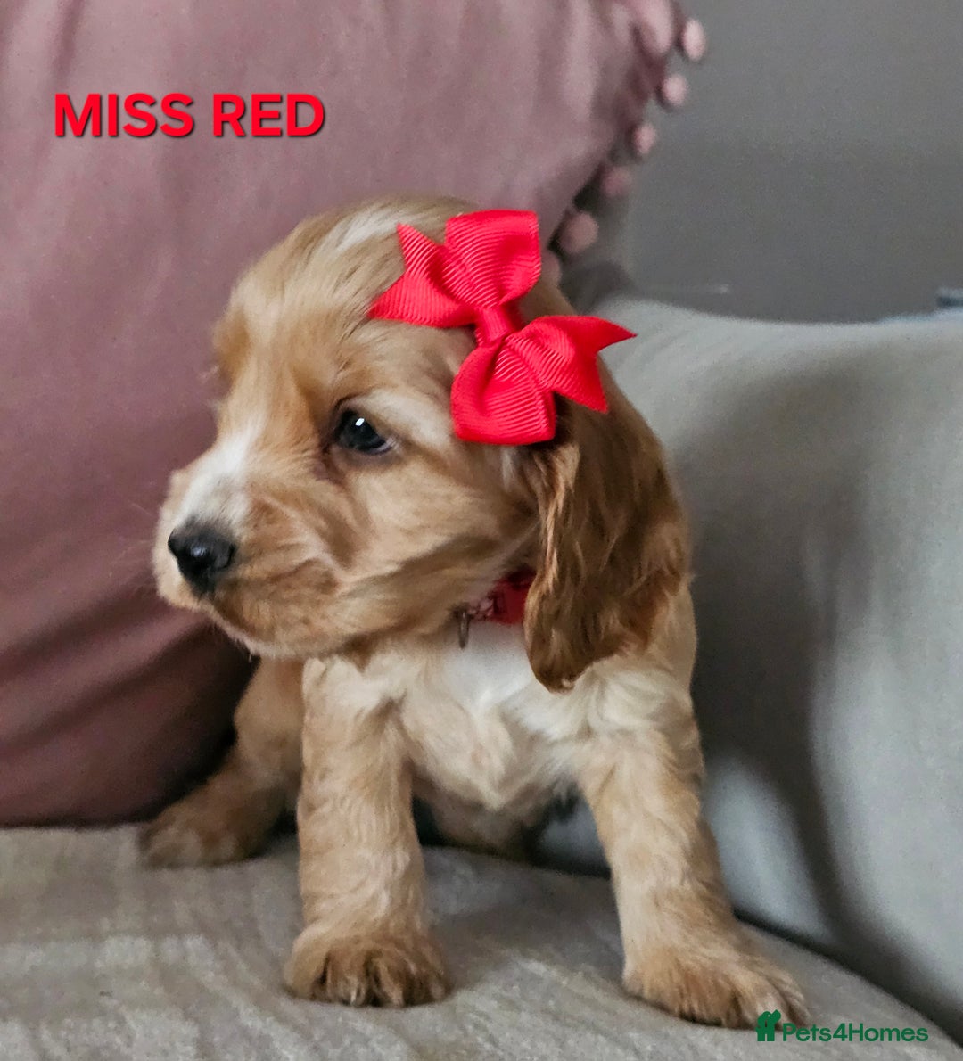 Cocker Spaniel dogs for sale: Stunning! Golden Kc Show Type Cocker Spaniels. - Advert 8