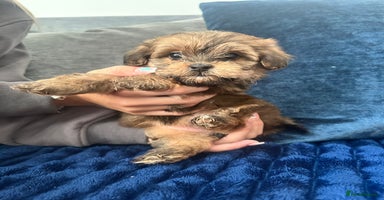 Shihpoo dogs - Advert 1