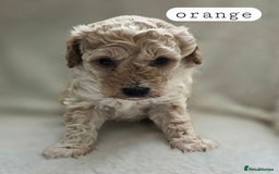 Toy Poodle dogs for sale: BEAUTIFUL TOY POODLES - Image 11